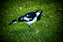 The Adam Ant Bird