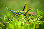 AK Grasshopper