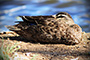 All Duck, No Quack!