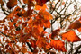 Autumn Fire