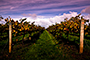 Autumn Vines