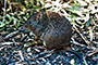 Bandicoot