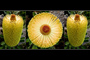 Banksia