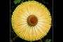 Banksia [revisited]