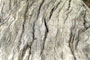 Bark