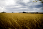 The Wind That Shakes The Barley