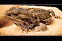 Beardie