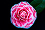 Beautiful Pink