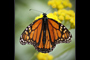 Beautiful Butterfly