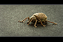 Beetle Bug