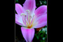 Belladonna