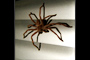 BlindSpider