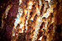 Blue Spot Rust