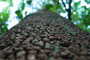 Blue Bark