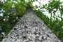Blue Bark 2