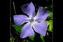 Blue Flower
