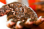 Bridal Mehndi