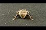 Bug Butt