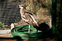 Bush Stone-Curlew