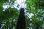 Canopy