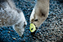 Cape Barren Goose