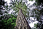 Capilano Bark