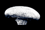 Capped
