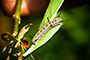 Caterpillar