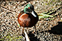 Chestnut Teal