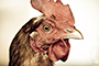 Chicken Little