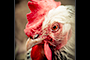 Clucker