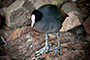 Coot 2