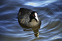 Coot