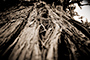 Crumbling Bark