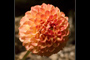 Dahlia Fire