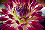 Dahlia #n+1