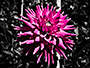 Dahlia Sin