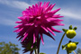 Dahlia Sky