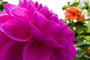 Dahlia View