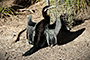 Darter