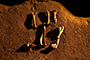 Dem Bones