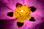 Desert Rose