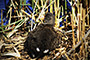 Dusky Chick