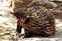 Echidna