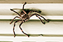 Eensy Weensy Spider
