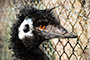 Emu 2009