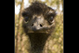 Emu