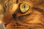 Eye See