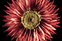 Fading like a flower