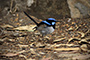 Superb Fairy-wren